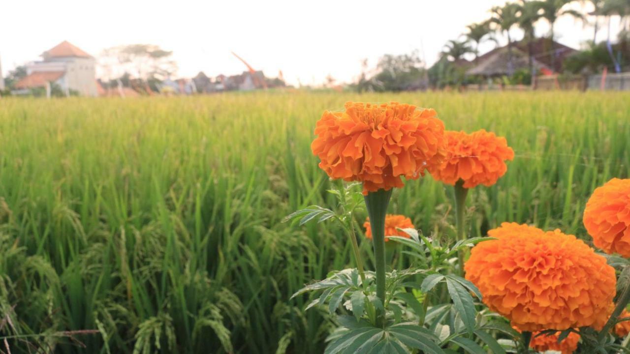 Villa Padi Canggu Eksteriør bilde
